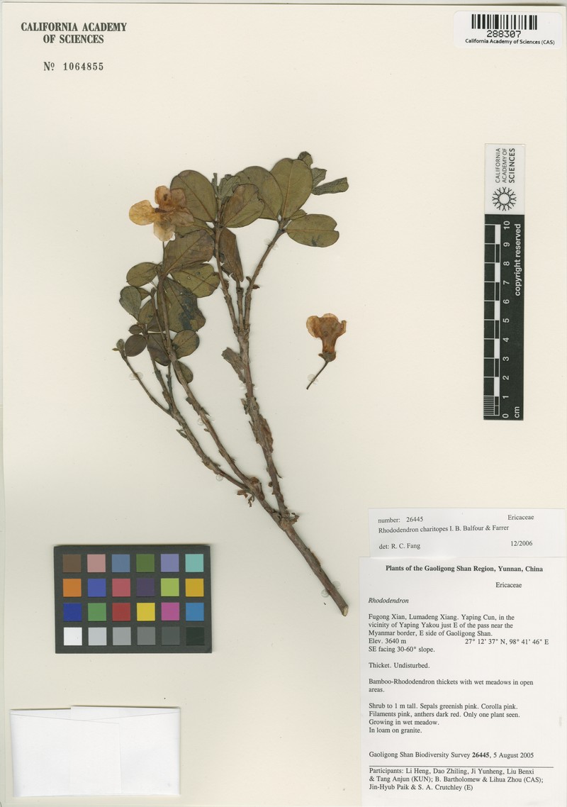 Rhododendron charitopes photo 5