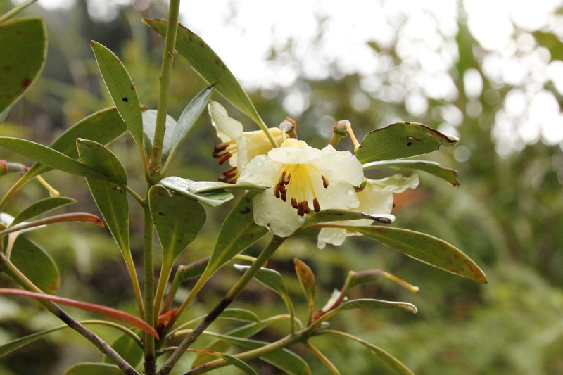 Rhododendron chevalieri photo 2