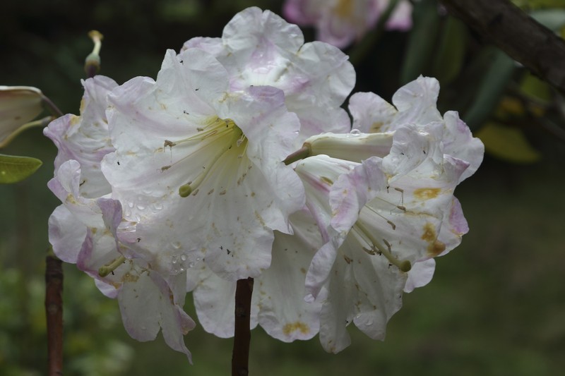 Rhododendron chihsinianum