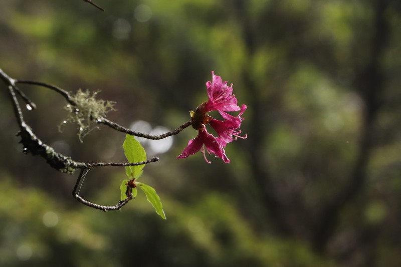 Rhododendron chilanshanense
