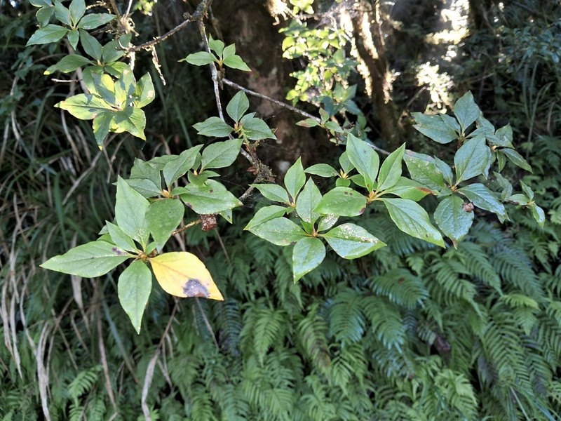 Rhododendron chilanshanense photo 2