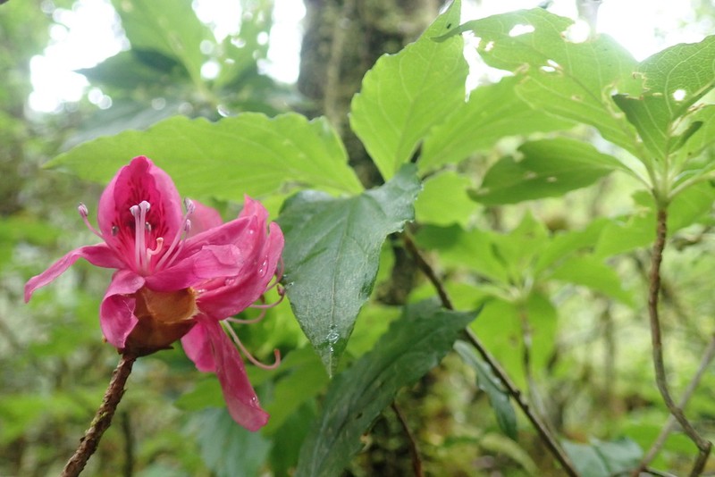 Rhododendron chilanshanense photo 3