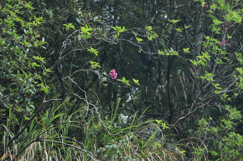 Rhododendron chilanshanense photo 4