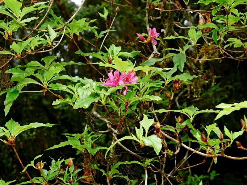 Rhododendron chilanshanense photo 5