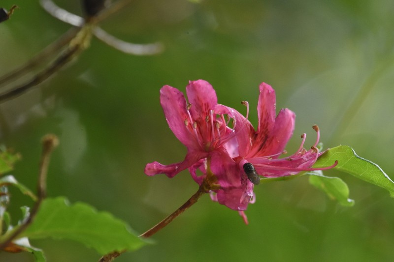 Rhododendron chilanshanense photo 7