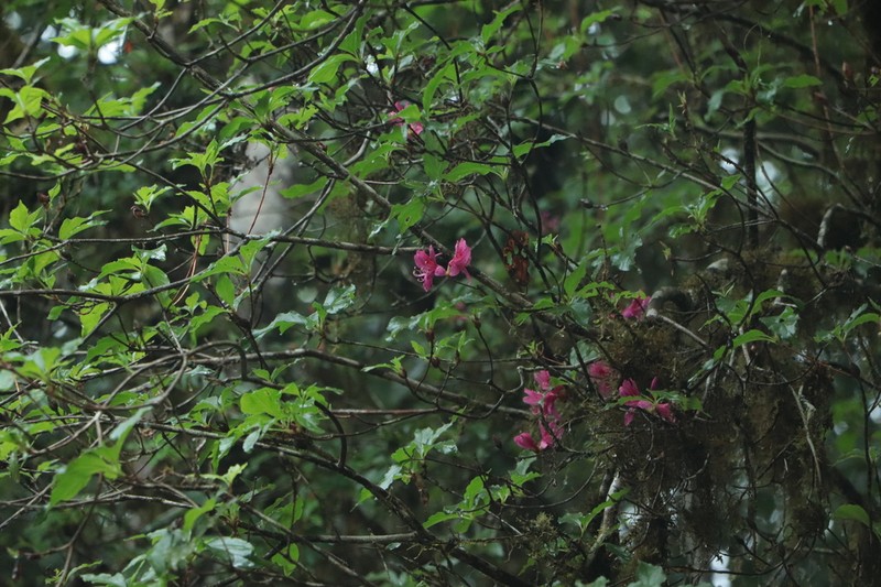 Rhododendron chilanshanense photo 8