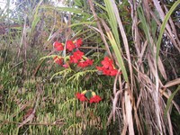 Rhododendron christi