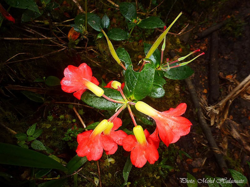 Rhododendron christi photo 2