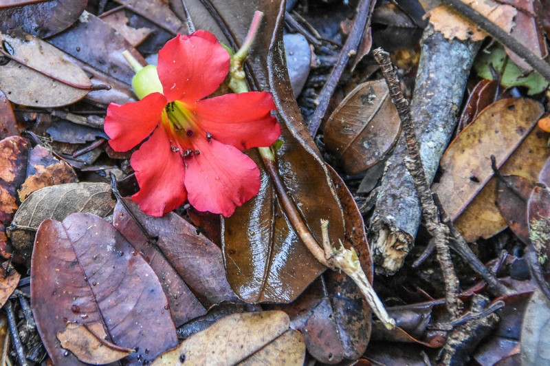 Rhododendron christi photo 4