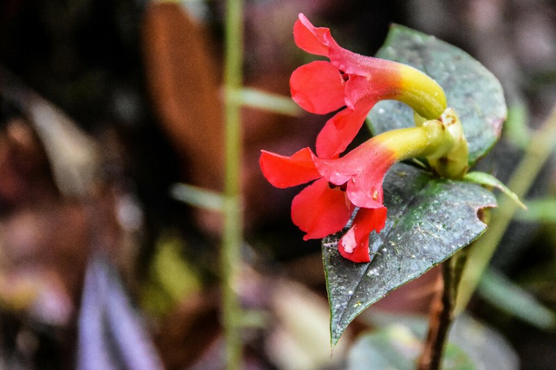 Rhododendron christi photo 5