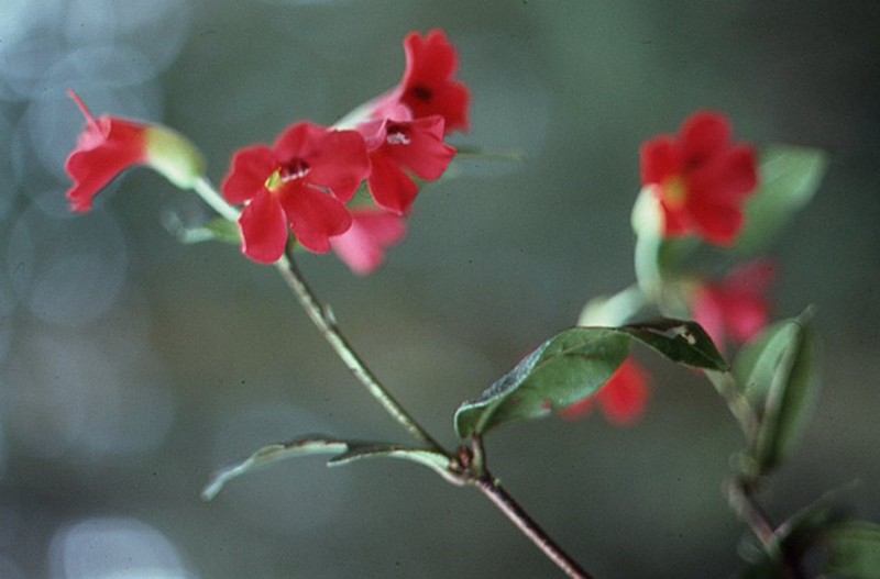 Rhododendron christi photo 6