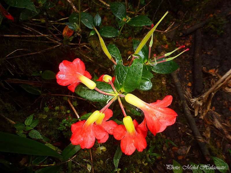 Rhododendron christi photo 8