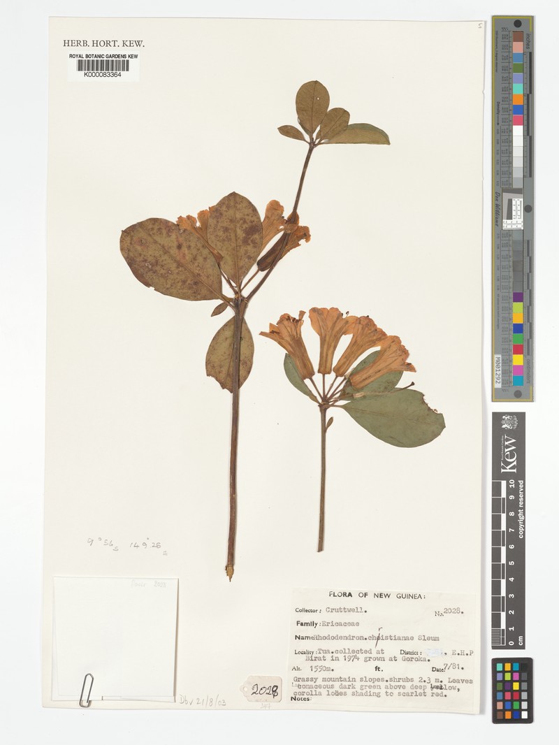 Rhododendron christianiae
