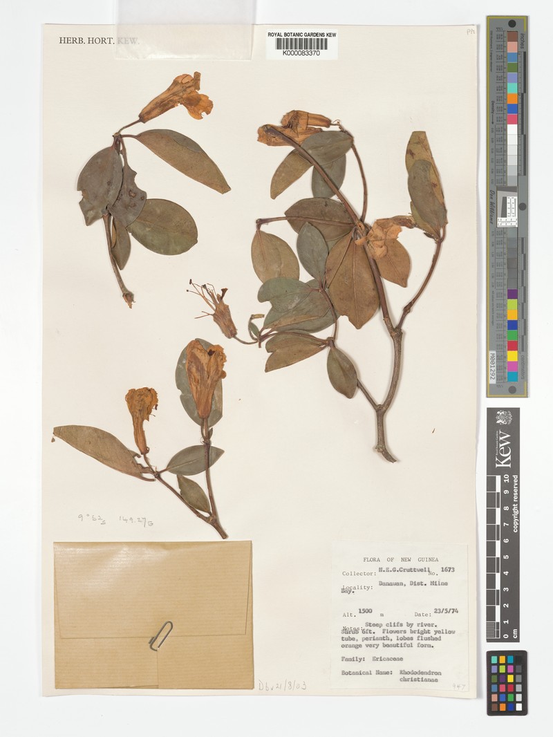 Rhododendron christianiae photo 2