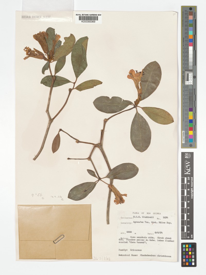Rhododendron christianiae photo 3