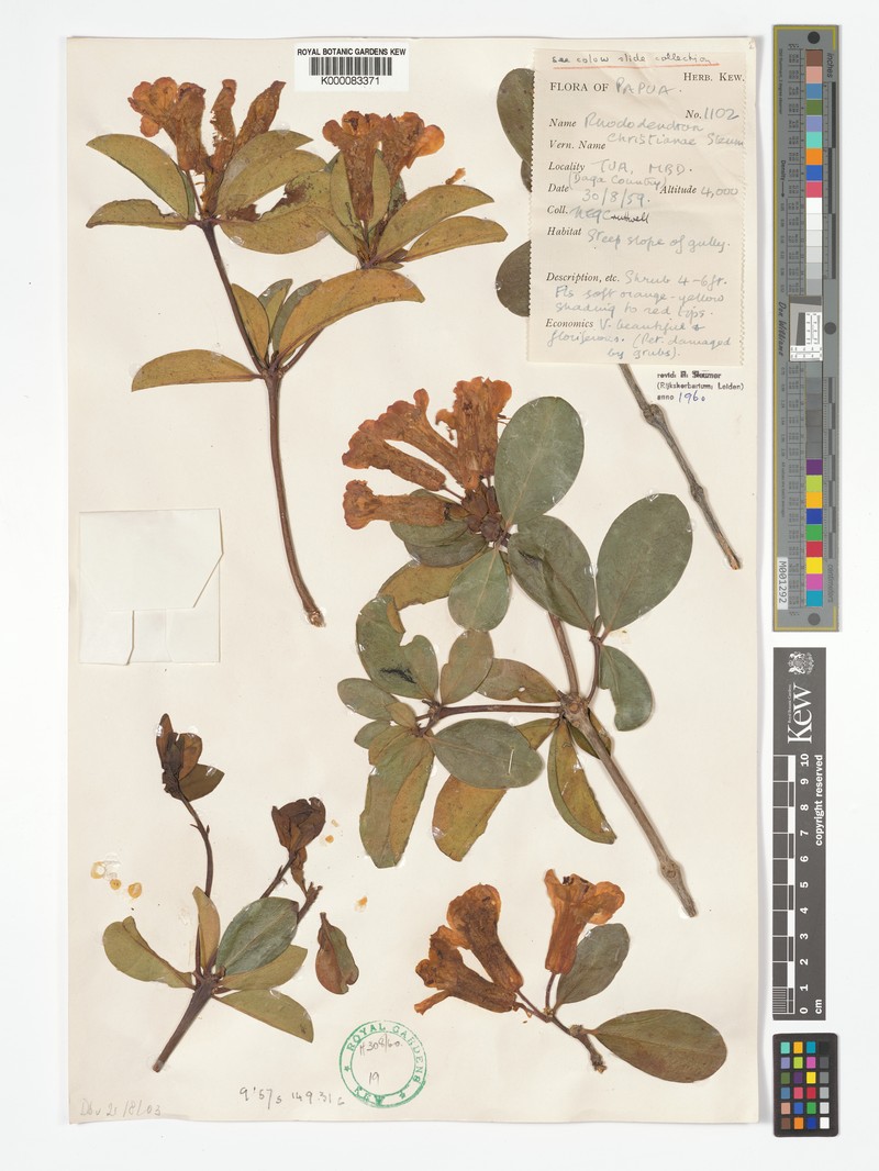 Rhododendron christianiae photo 4