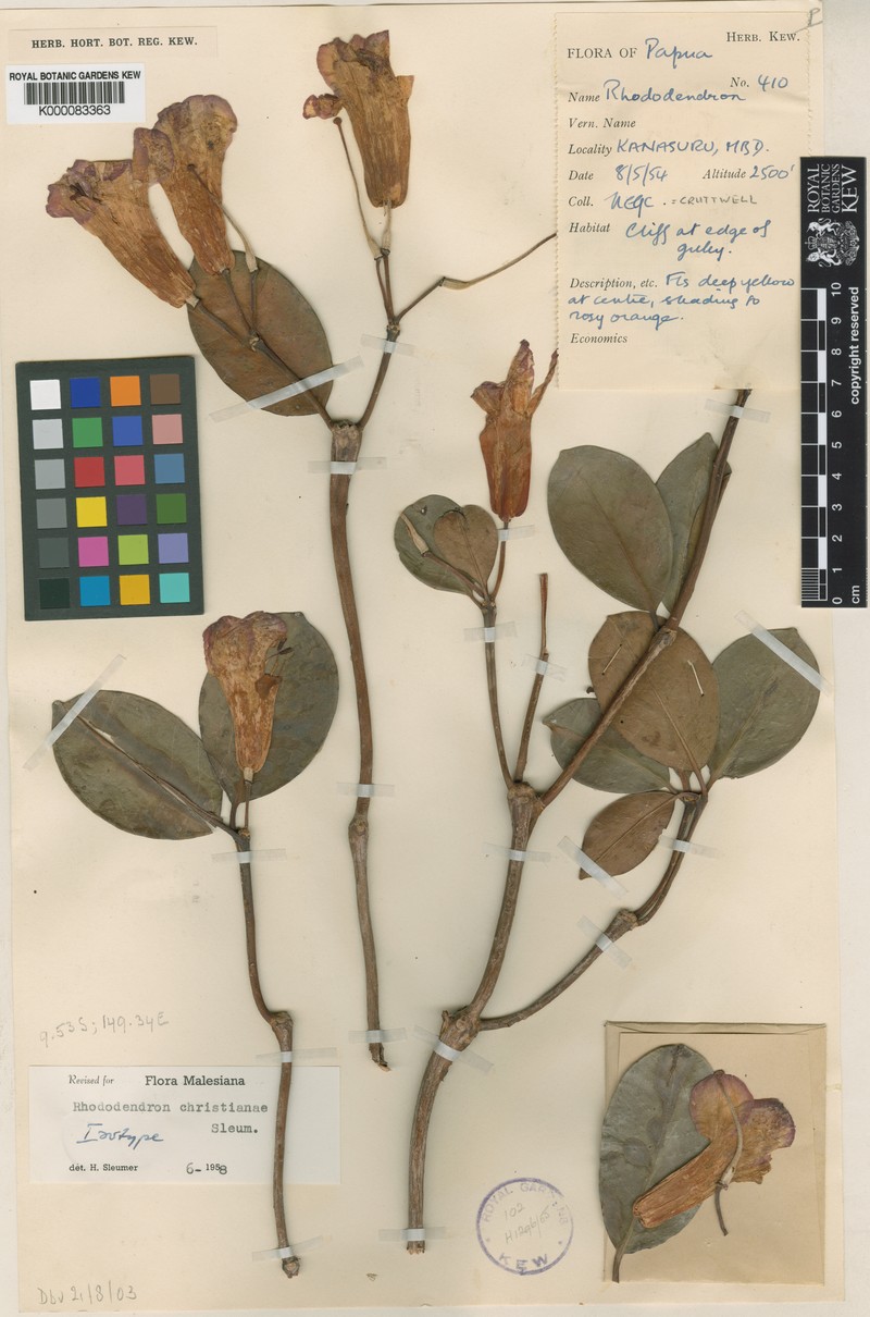 Rhododendron christianiae photo 5