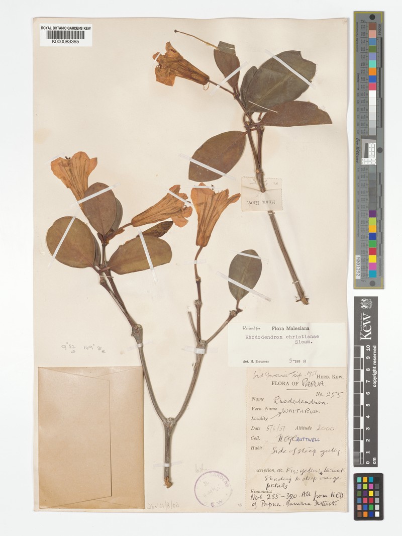 Rhododendron christianiae photo 6