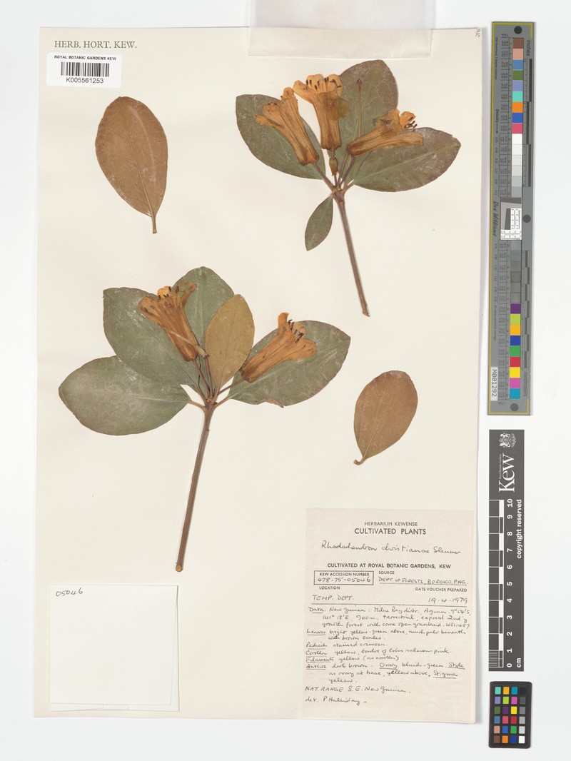 Rhododendron christianiae photo 8