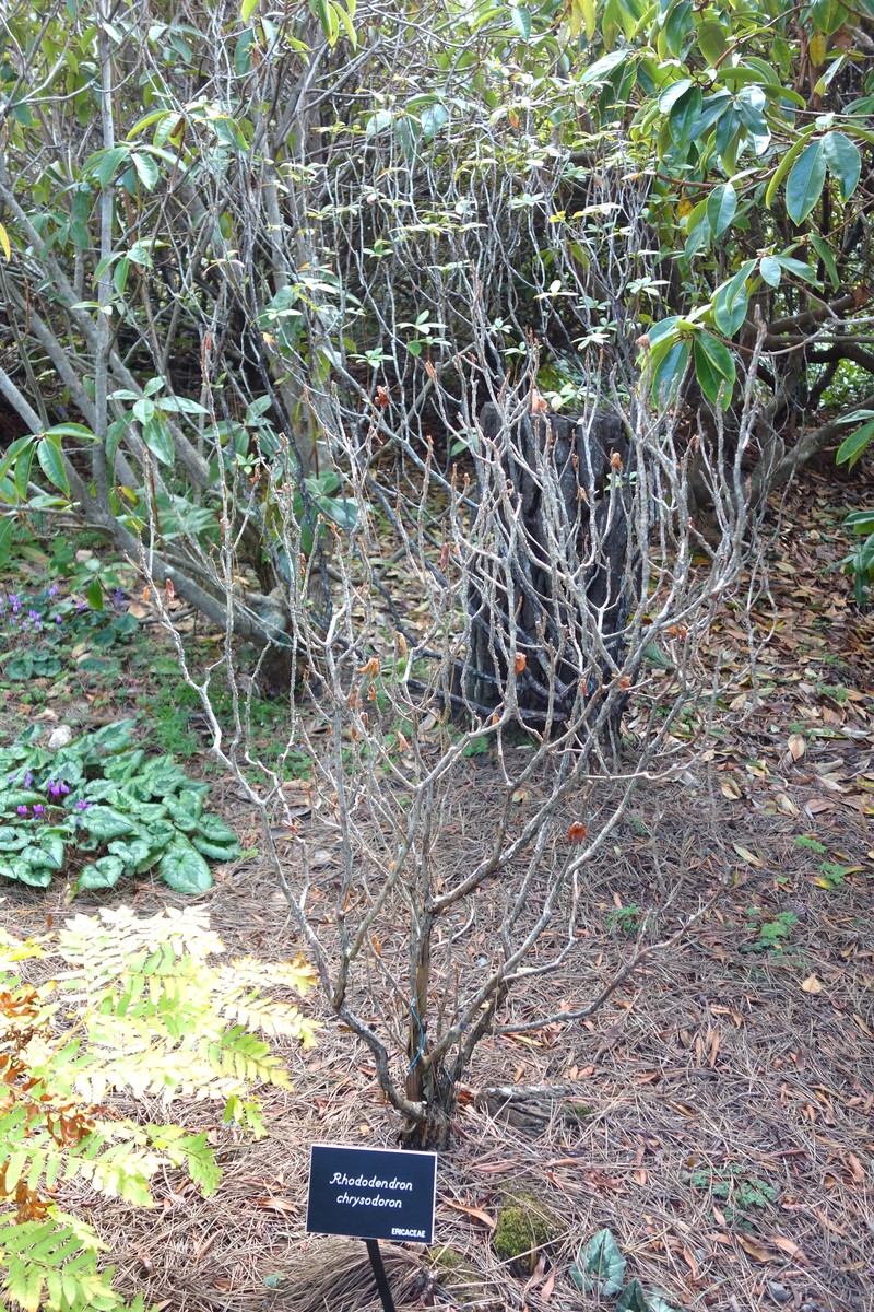 Rhododendron chrysodoron
