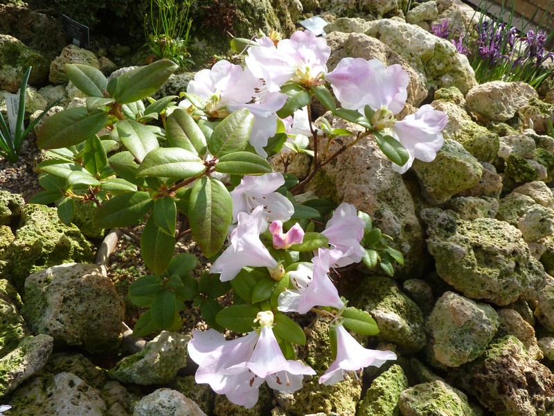 Rhododendron ciliatum