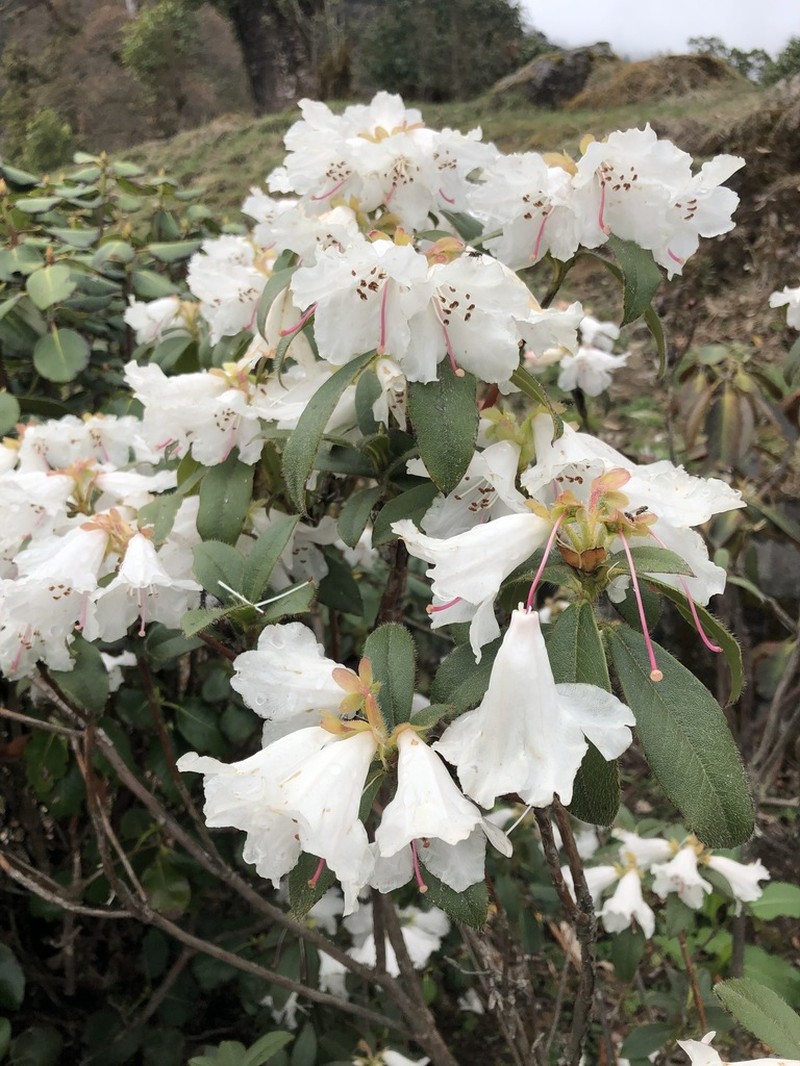 Rhododendron ciliatum photo 2
