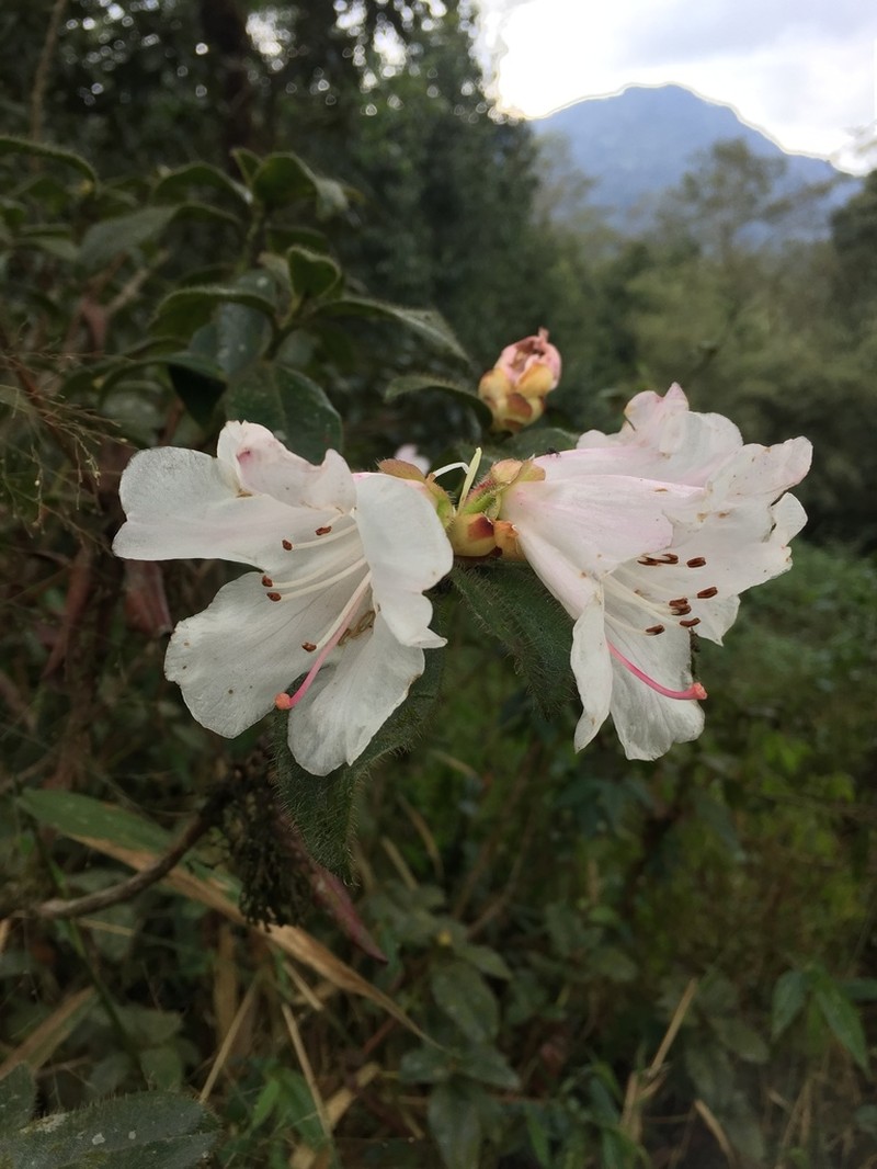 Rhododendron ciliatum photo 3