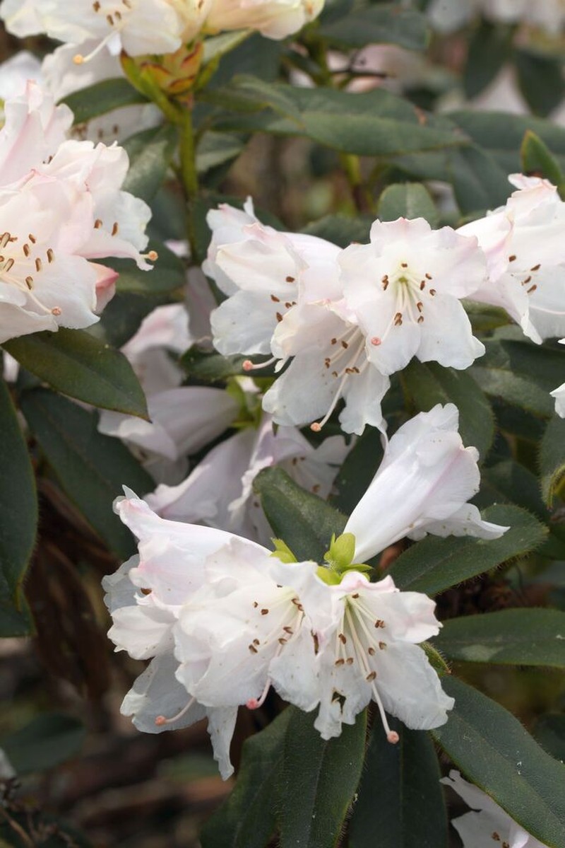 Rhododendron ciliatum photo 4