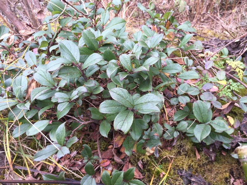 Rhododendron ciliatum photo 5