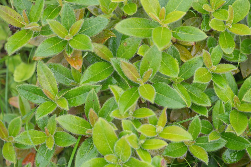 Rhododendron ciliatum photo 6