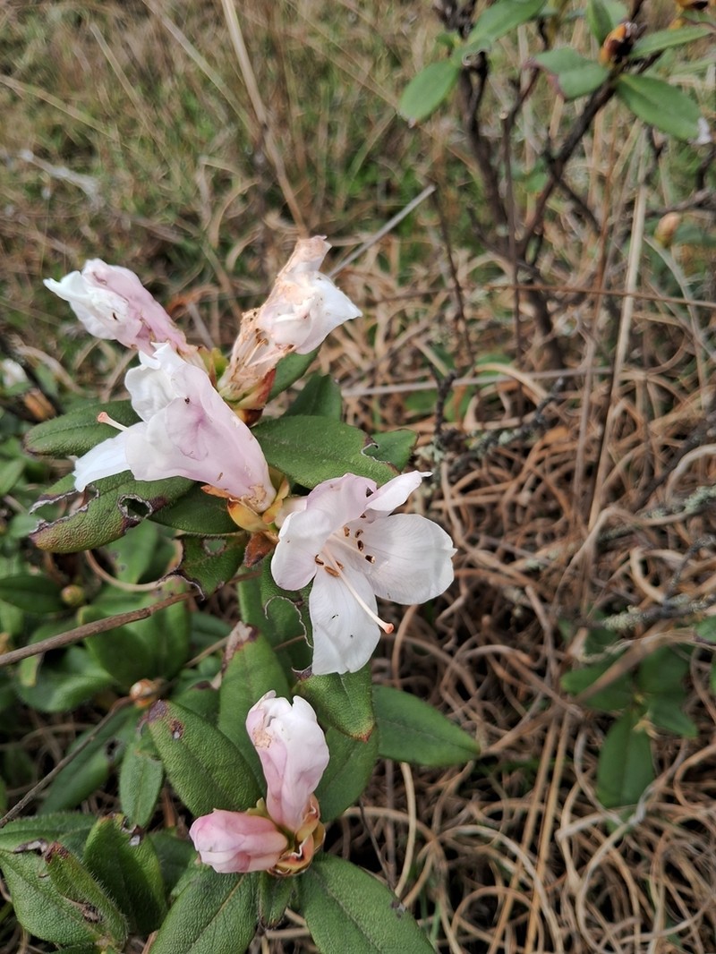 Rhododendron ciliatum photo 7
