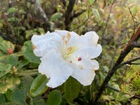 Rhododendron ciliicalyx