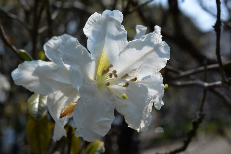 Rhododendron ciliicalyx photo 2