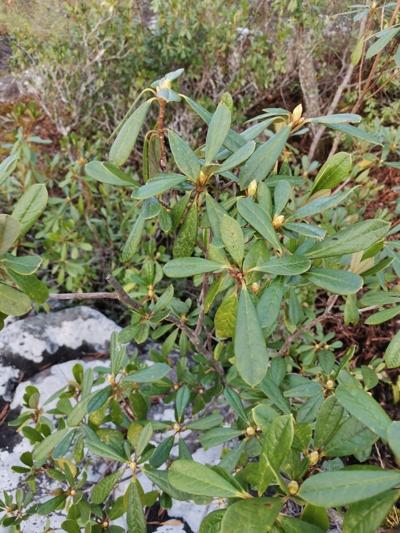 Rhododendron ciliicalyx photo 3