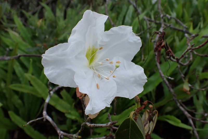 Rhododendron ciliicalyx photo 4
