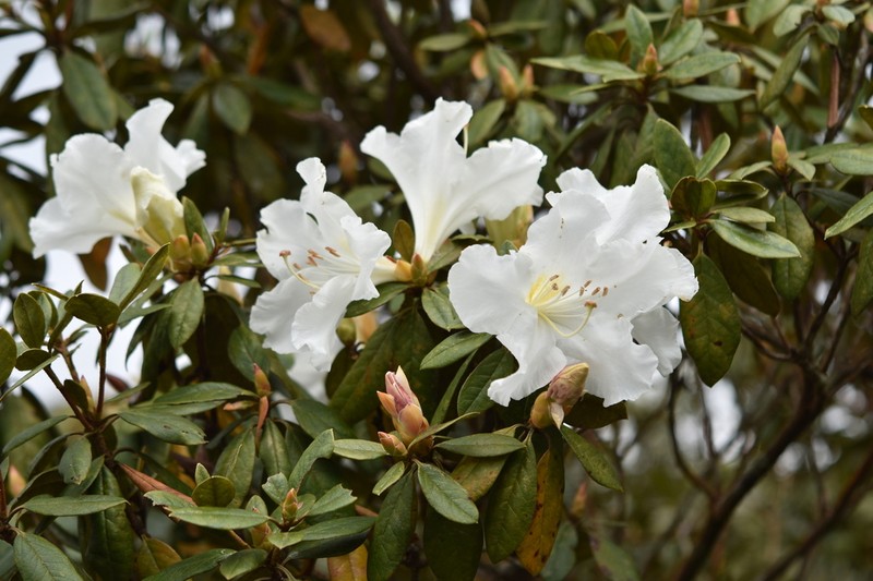 Rhododendron ciliicalyx photo 5