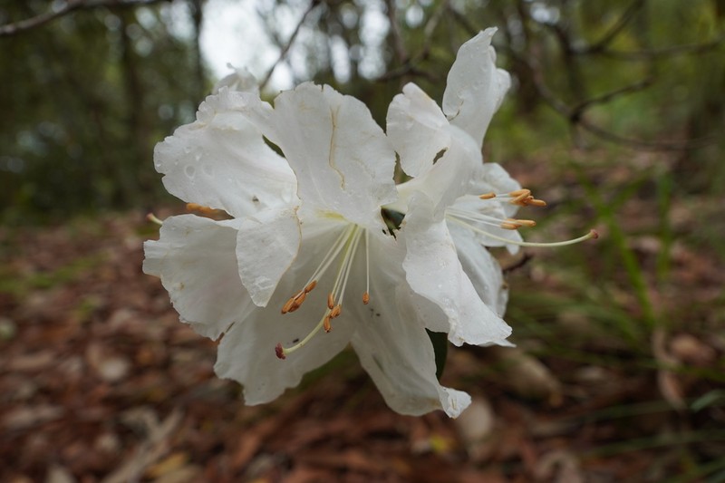 Rhododendron ciliicalyx photo 6