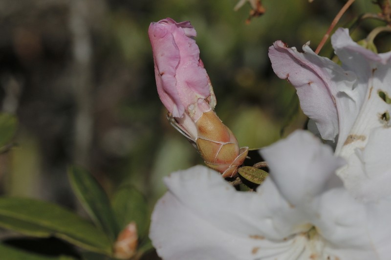 Rhododendron ciliicalyx photo 7
