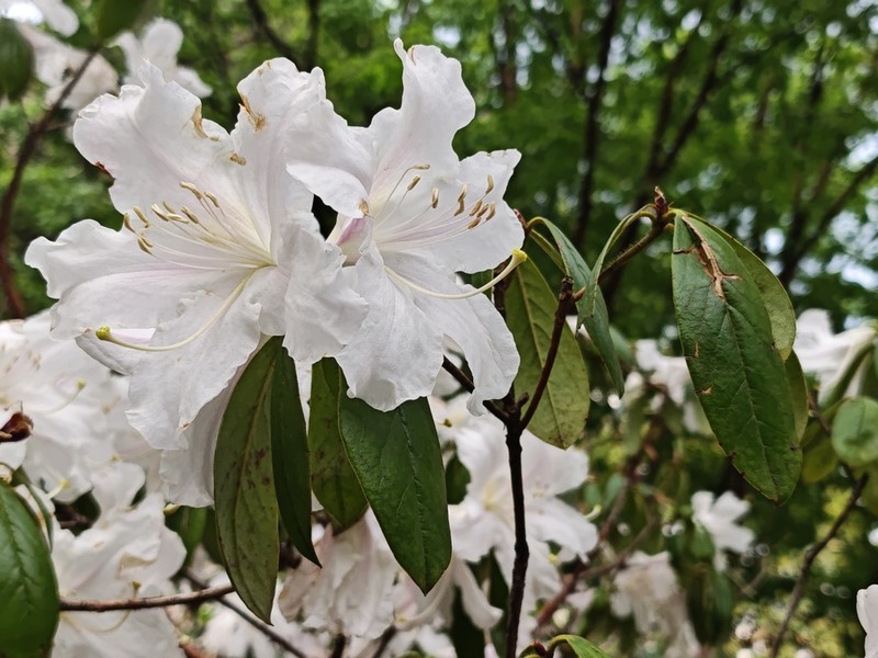 Rhododendron ciliicalyx photo 8