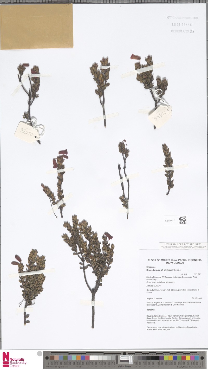 Rhododendron ciliilobum photo 2