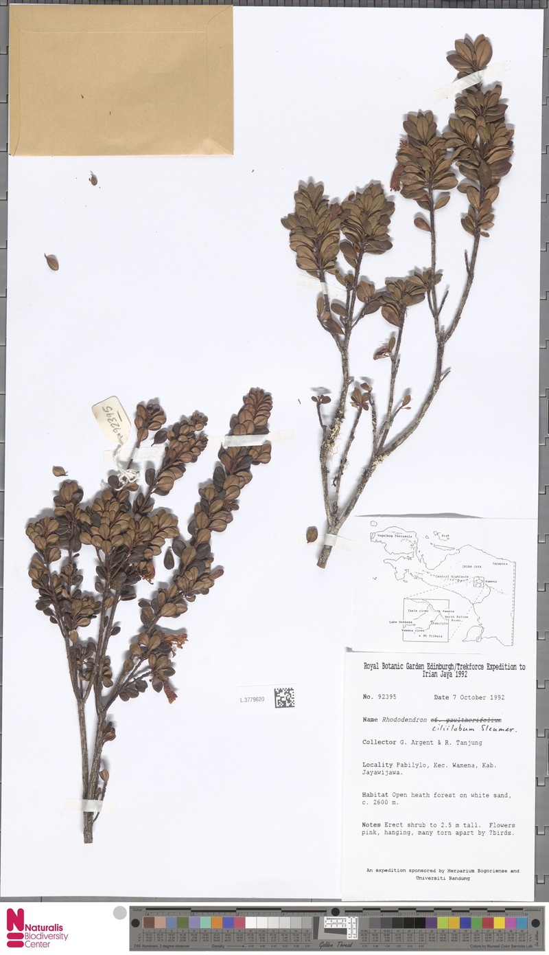 Rhododendron ciliilobum photo 3