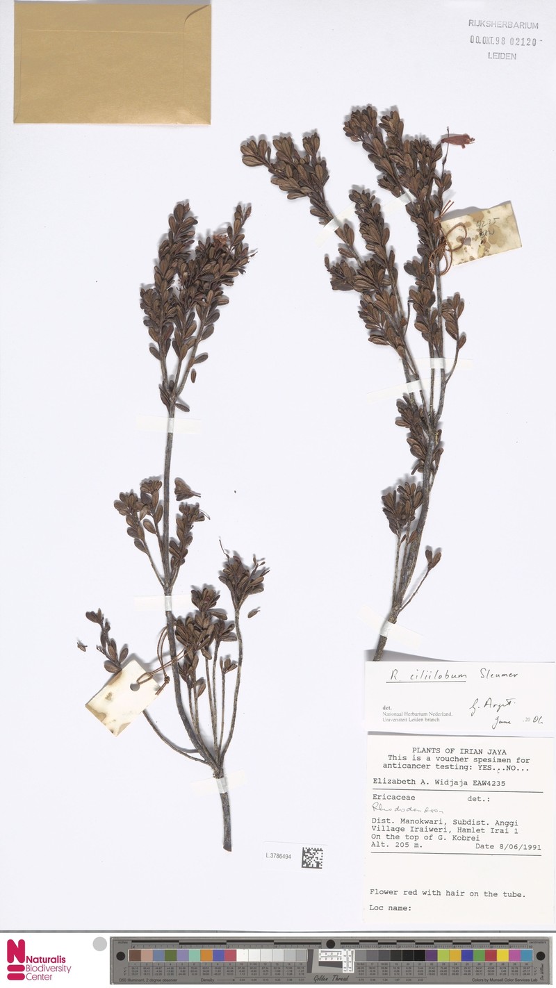 Rhododendron ciliilobum photo 4
