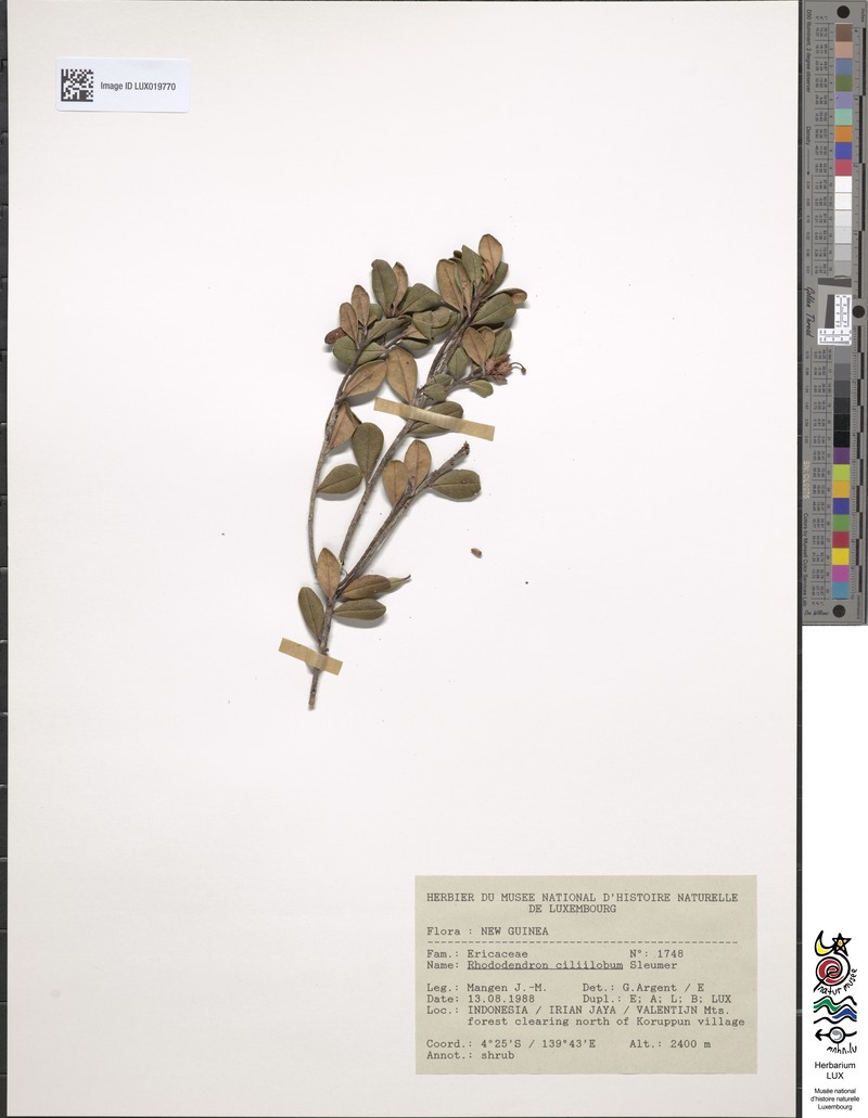 Rhododendron ciliilobum photo 5