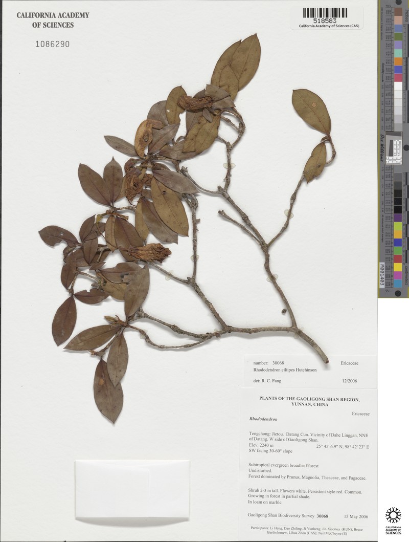 Rhododendron ciliipes