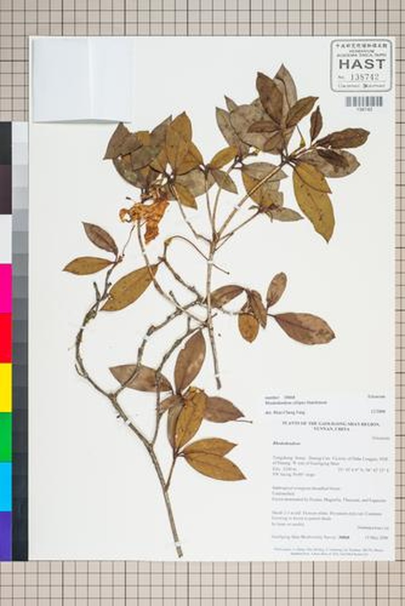 Rhododendron ciliipes photo 2