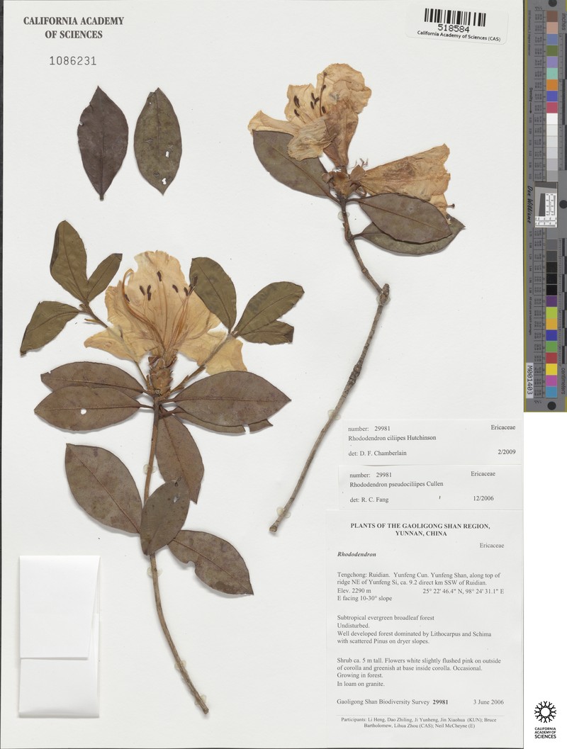 Rhododendron ciliipes photo 3