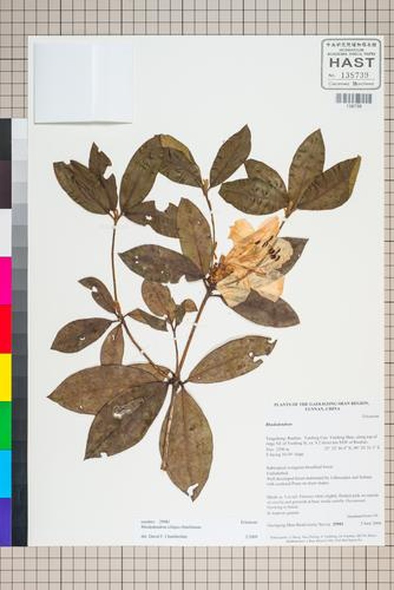 Rhododendron ciliipes photo 4