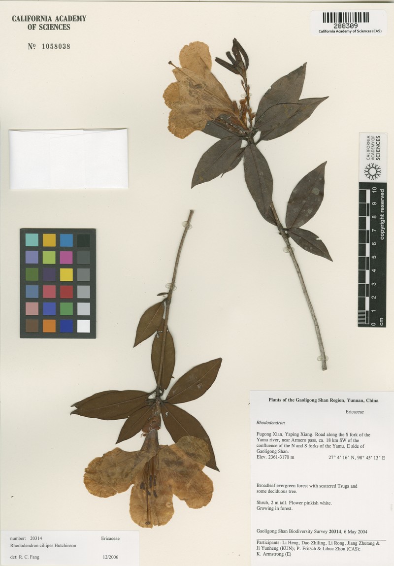 Rhododendron ciliipes photo 5