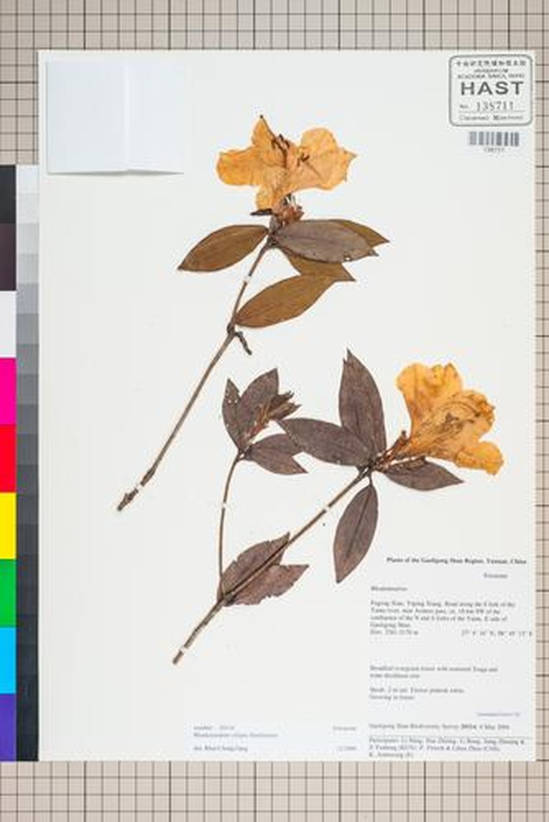 Rhododendron ciliipes photo 6