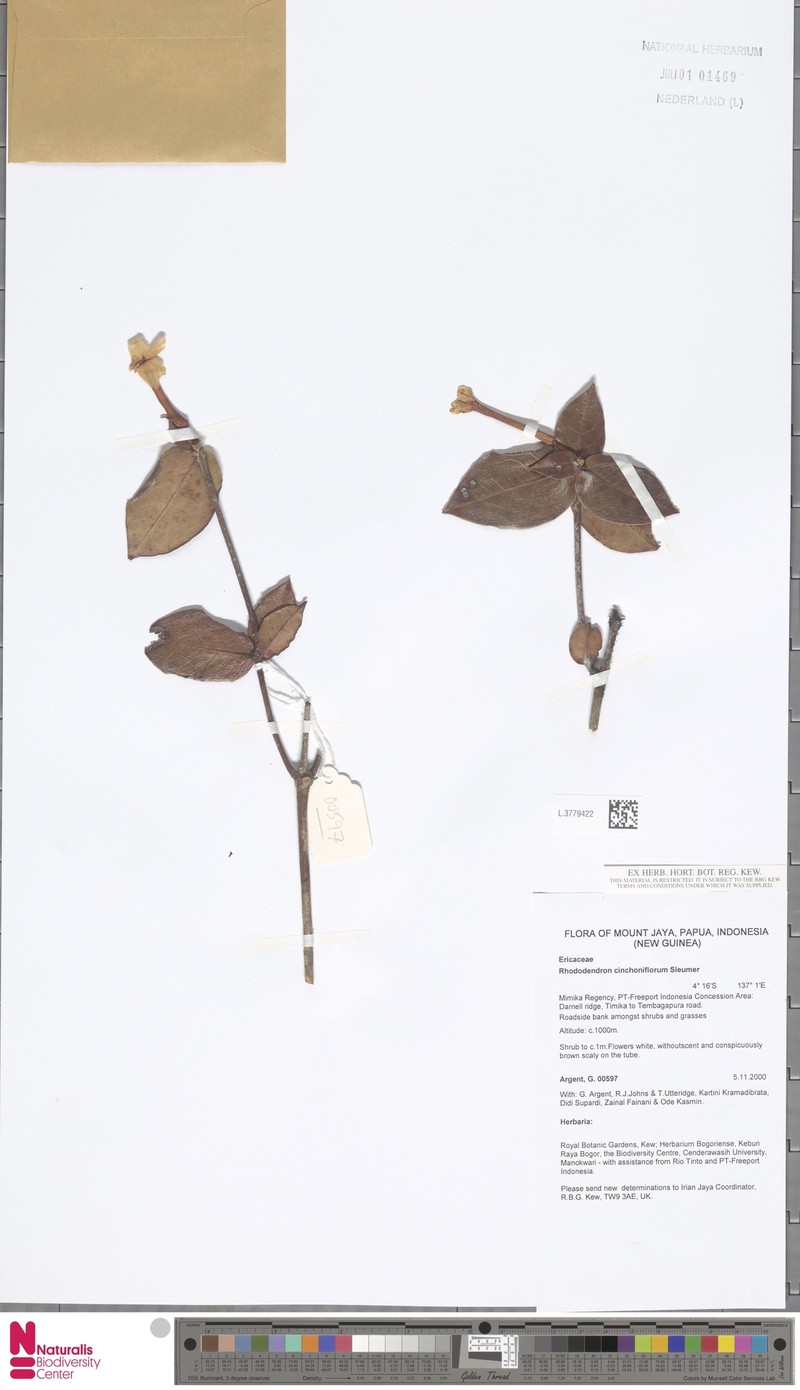 Rhododendron cinchoniflorum
